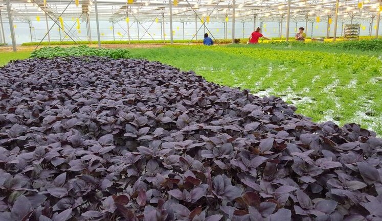How to feed army with basil, or What’s wrong again with food procurement for Armed Forces of Ukraine
