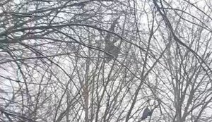 Occupier filming result of his "loaf" hitting mine: "Five people are dead. Remains of boys were taken from trees". VIDEO