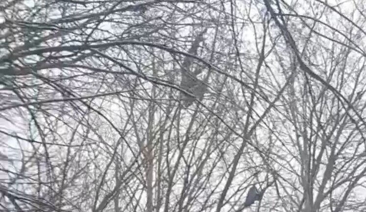 Occupier filming result of his "loaf" hitting mine: "Five people are dead. Remains of boys were taken from trees". VIDEO