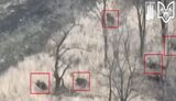 окупанти,лісосмуга