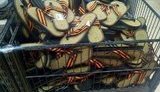 &quot;Мы спали штабелями на циновках, с кровавых не пришедшие полей&quot;