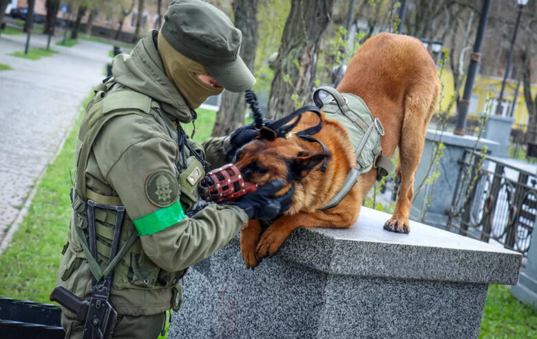 Пес із Росгвардії опанував команди українською і служить у Нацгвардії 02