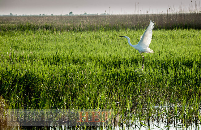 Тихі канали, швидка річка і дунайський оселедець - весна і осінь у Вилковому 10 Тихі канали, швидка річка і дунайський оселедець - весна і осінь у Вилковому 10