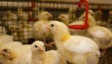 Імпорт живої птиці в Україну за рік подорожчав на майже 11%