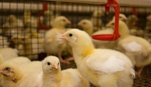Імпорт живої птиці в Україну за рік подорожчав на майже 11%