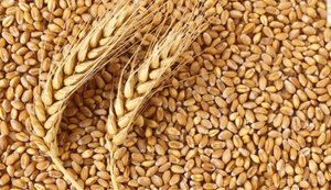 Світові ціни на пшеницю стрімко зростають: на ринок тиснуть посуха та дефіцит добрив через війну в Ірані, ‒ Bloomberg