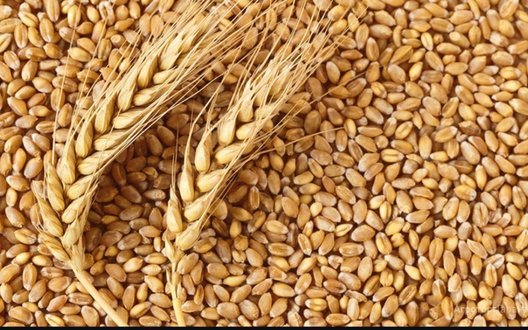 Світові ціни на пшеницю стрімко зростають: на ринок тиснуть посуха та дефіцит добрив через війну в Ірані, ‒ Bloomberg