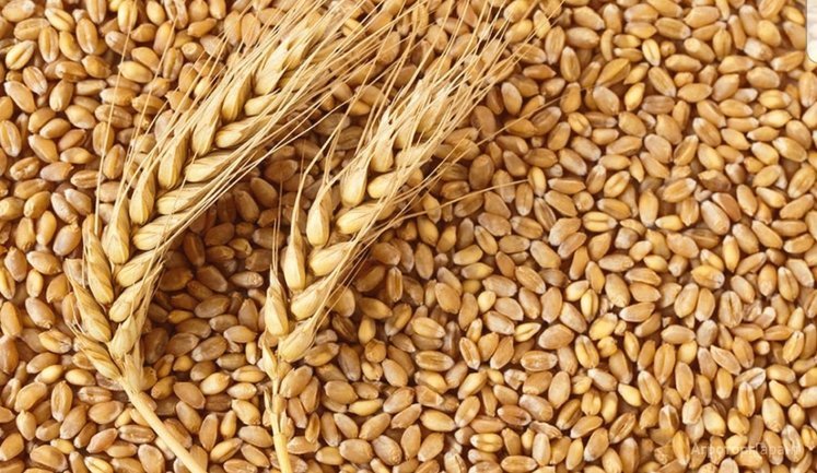 Світові ціни на пшеницю стрімко зростають: на ринок тиснуть посуха та дефіцит добрив через війну в Ірані, ‒ Bloomberg