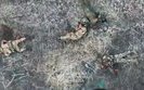 assault on the occupiers