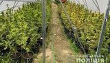 Полиция изъяла у киевлянина 440 кустов каннабиса на сумму около 5 млн. ФОТОрепортаж