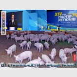 От стабильности к процветанию