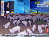 От стабильности к процветанию