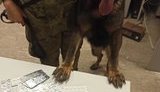 В "Борисполе" служебный пес нашел 2 тысячи запрещенных таблеток у двух мужчин, возвращавшихся из Шарм-эль-Шейха. ВИДЕО+ФОТОрепортаж