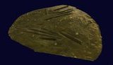 Ученые создали 3D-модели судов, находящихся на дне Днепра вблизи Запорожья