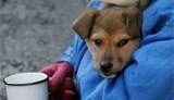 В нынешнюю зиму от морозов в Украине погибли уже 236 человек. Больше всего - в Донецкой области.
