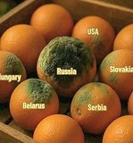 Розмноження 
