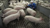 В Киевской области обнаружена вспышка африканской чумы свиней