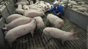 Поголовье свиней в Украине сократилось до минимума за 17 лет