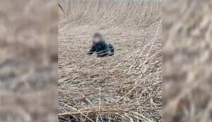 дпсу,ухилянт