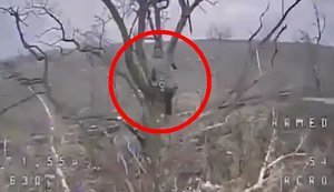 Український дрон атакував окупанта, який виліз на дерево. ВIДЕО