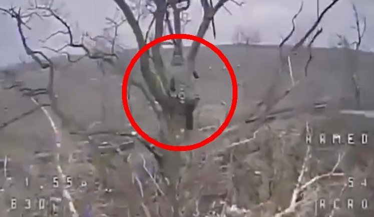Український дрон атакував окупанта, який виліз на дерево. ВIДЕО