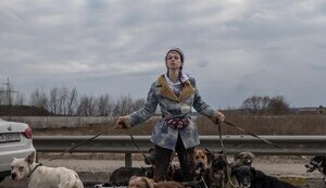 “ДІМ ХВОСТІВ” ТА ГЕРОЇЧНА ЕВАКУАЦІЯ СОБАК