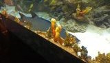 Shark in Ocean Plaza Shopping Center Died, Bloggers Report. PHOTO