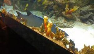 Shark in Ocean Plaza Shopping Center Died, Bloggers Report. PHOTO