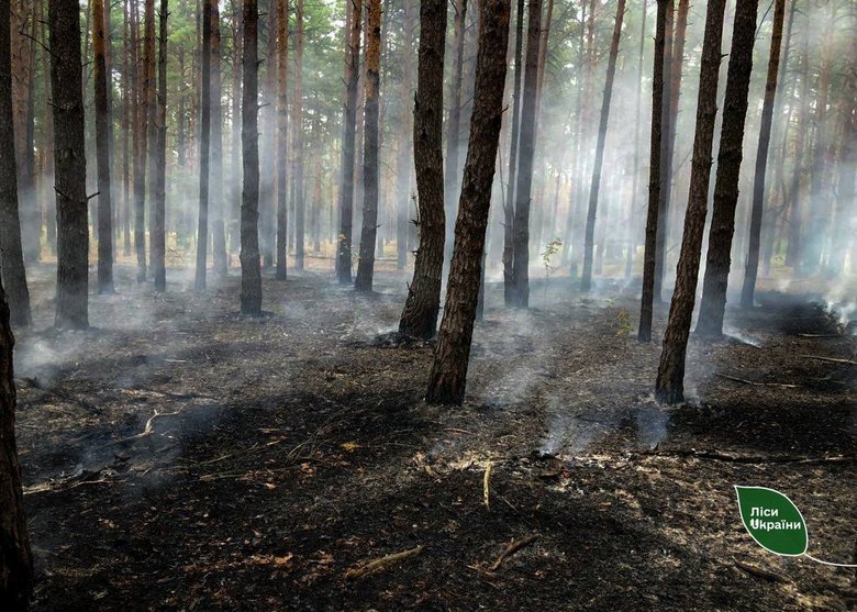 Російські БПЛА, КАБи та FPV-дрони спричинили пожежі на 42 га лісів України