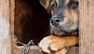 СЕЛО, БУДКИ Й ЛАНЦЮГИ...