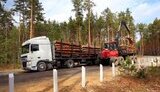 ліси