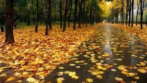 Теплая погода в Киеве поставила два температурных рекорда