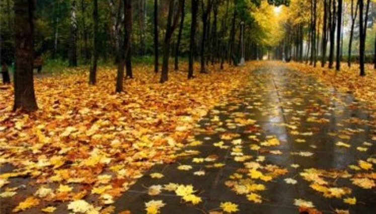 Теплая погода в Киеве поставила два температурных рекорда
