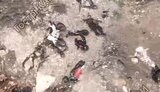 тела оккупантов валяются на дороге