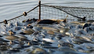 В Україні запровадили електронне декларування права на промислове рибальство