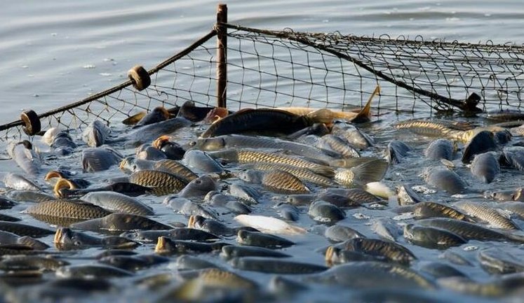 В Україні запровадили електронне декларування права на промислове рибальство. Що передбачено?
