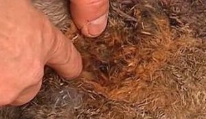 На Прикарпатье снова лютует Чупакабра. Скоро начнет нападать на людей? ВИДЕО.