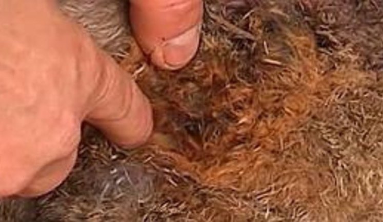 На Прикарпатье снова лютует Чупакабра. Скоро начнет нападать на людей? ВИДЕО.