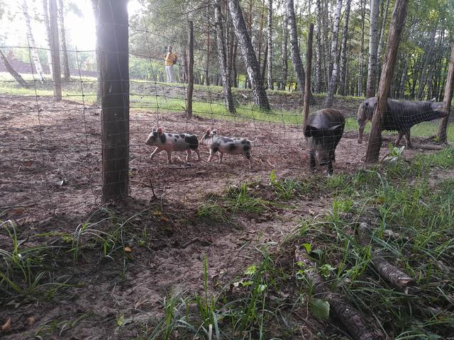 Hunting home of fugitive president Yanukovych: trophy from Lukashenko and guards shooting club 05 Hunting home of fugitive president Yanukovych: trophy from Lukashenko and guards shooting club 05