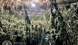 конопля