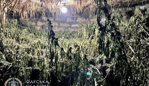 Правоохоронці на Одещині вилучили у наркодилерів понад тисячу кущів коноплі