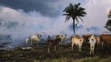 С 1970-х годов человечество уничтожило 60% животных на планете, - отчет WWF