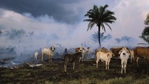 Із 1970-х років людство знищило 60% тварин на планеті, - звіт WWF
