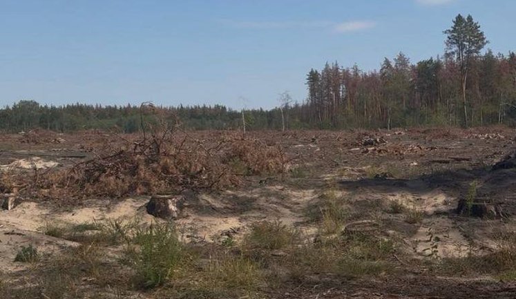 103 млн грн убытков и 19 тыс. срубленных деревьев: прокуратура раскрыла очередную схему уничтожения леса во Львовской области. ФОТОрепортаж