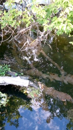 загрязнение