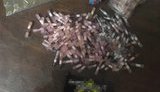 Группу наркодилеров задержали в Кривом Роге с 400 дозами метамфетамина. ВИДЕО