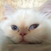 Владимир Матвиенко #403329