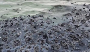 На западе оккупированного Крыма ввели режим ЧС из-за мазута. В "Тузловские лиманы" прилетели загрязненные птицы. ФОТОРЕПОРТАЖ