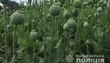 За месяц задокументировано более 800 случаев незаконного культивирования наркосырья на 140 гектарах, - Нацполиция. ФОТО