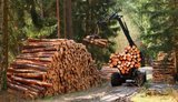 Уряд дозволив збільшити заготівлю деревини за рахунок санітарних рубок